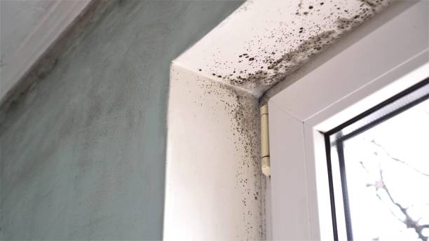 Best Mold Testing  in Millersburg, OR