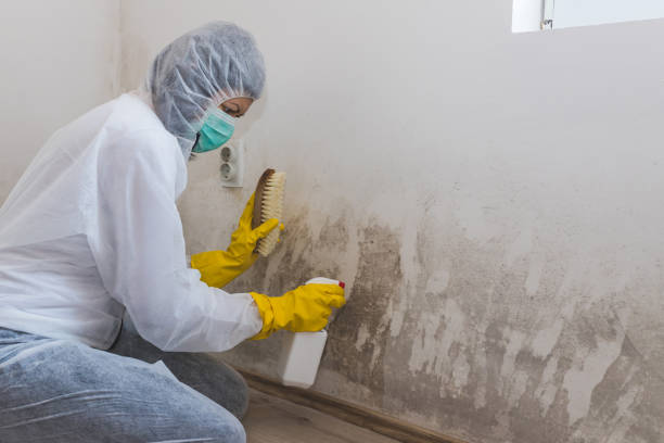 Best Commercial Mold Removal  in Millersburg, OR