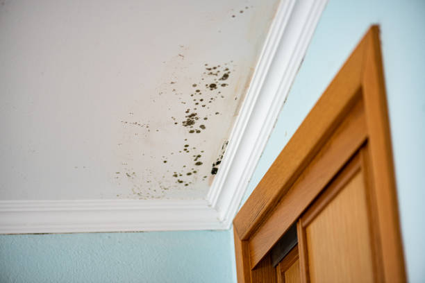 Best Toxic Mold Removal  in Millersburg, OR