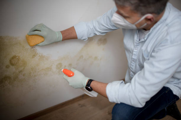 Office Mold Removal Services in Millersburg, OR